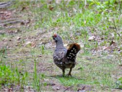 Spruce Grouse
